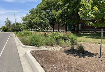  A roadside garden with trees, grasses and mulch, with a drain visible that directs water from the street to the garden