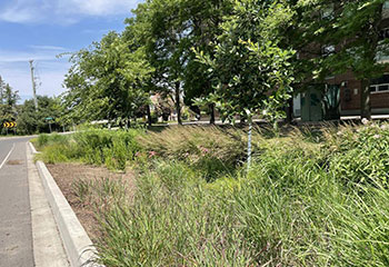 The completed garden with trees, grasses and mulch along the road