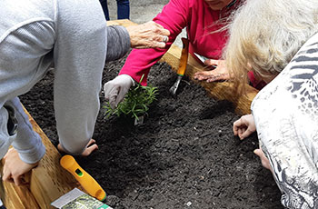 Three elderly individuals gathered around a raised garden bed, actively engaged in planting a variety of fresh vegetables