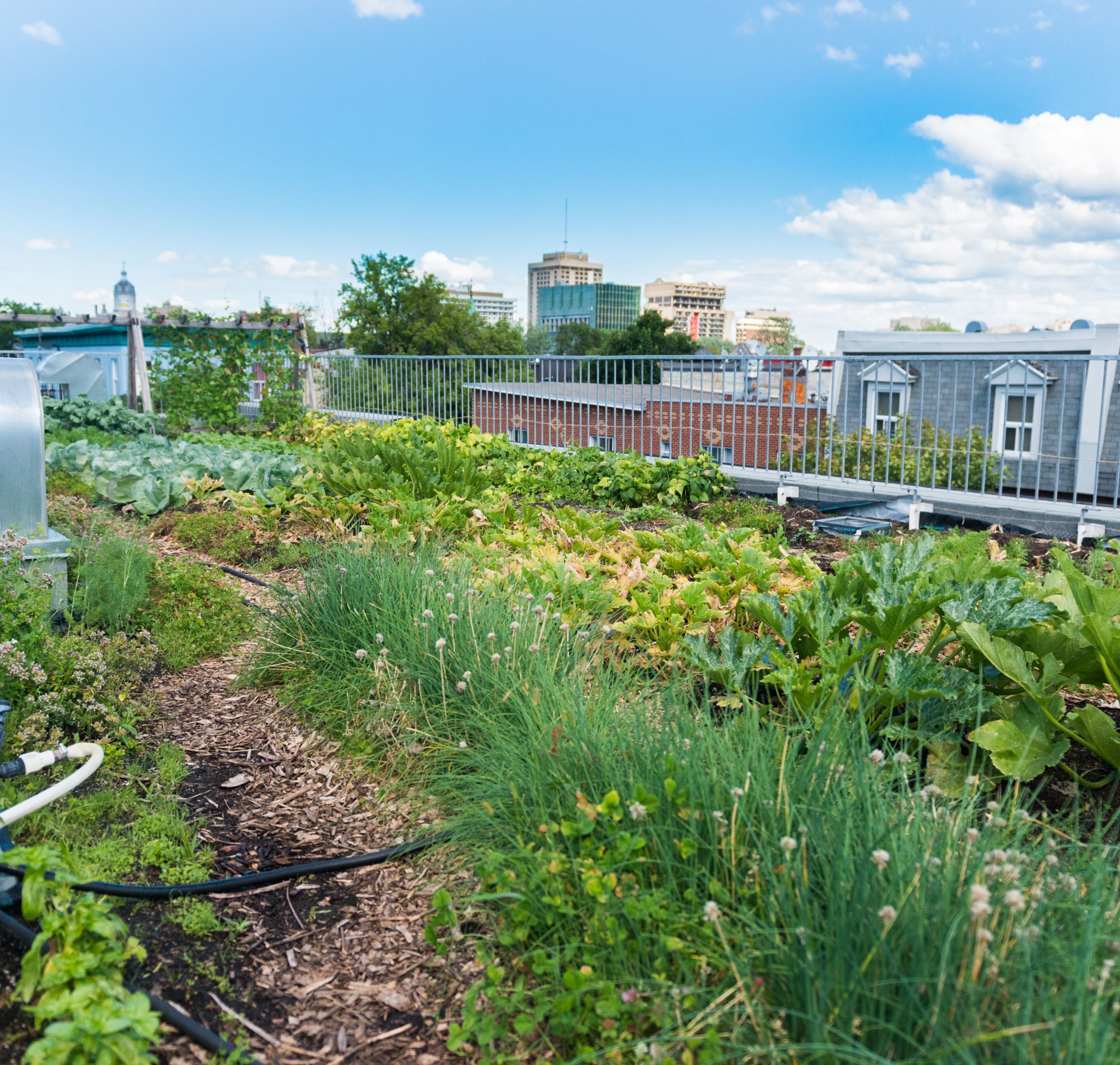 Rooftop greenhouse garden