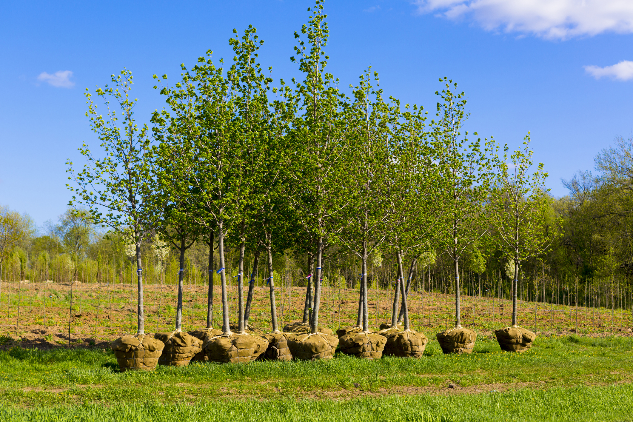 Arbres en motte prêts à être plantés.