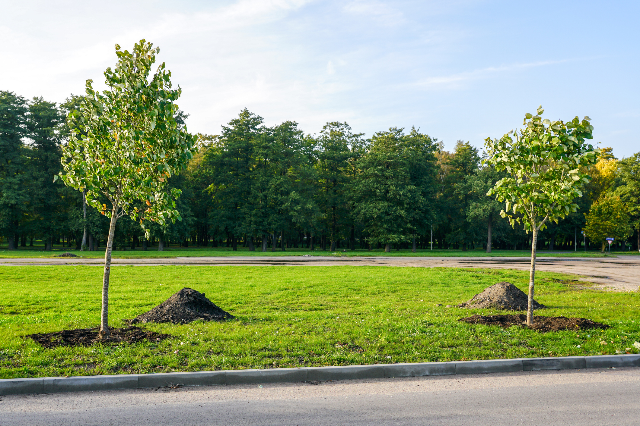 Deux arbres récemment plantés le long d'une route urbaine.