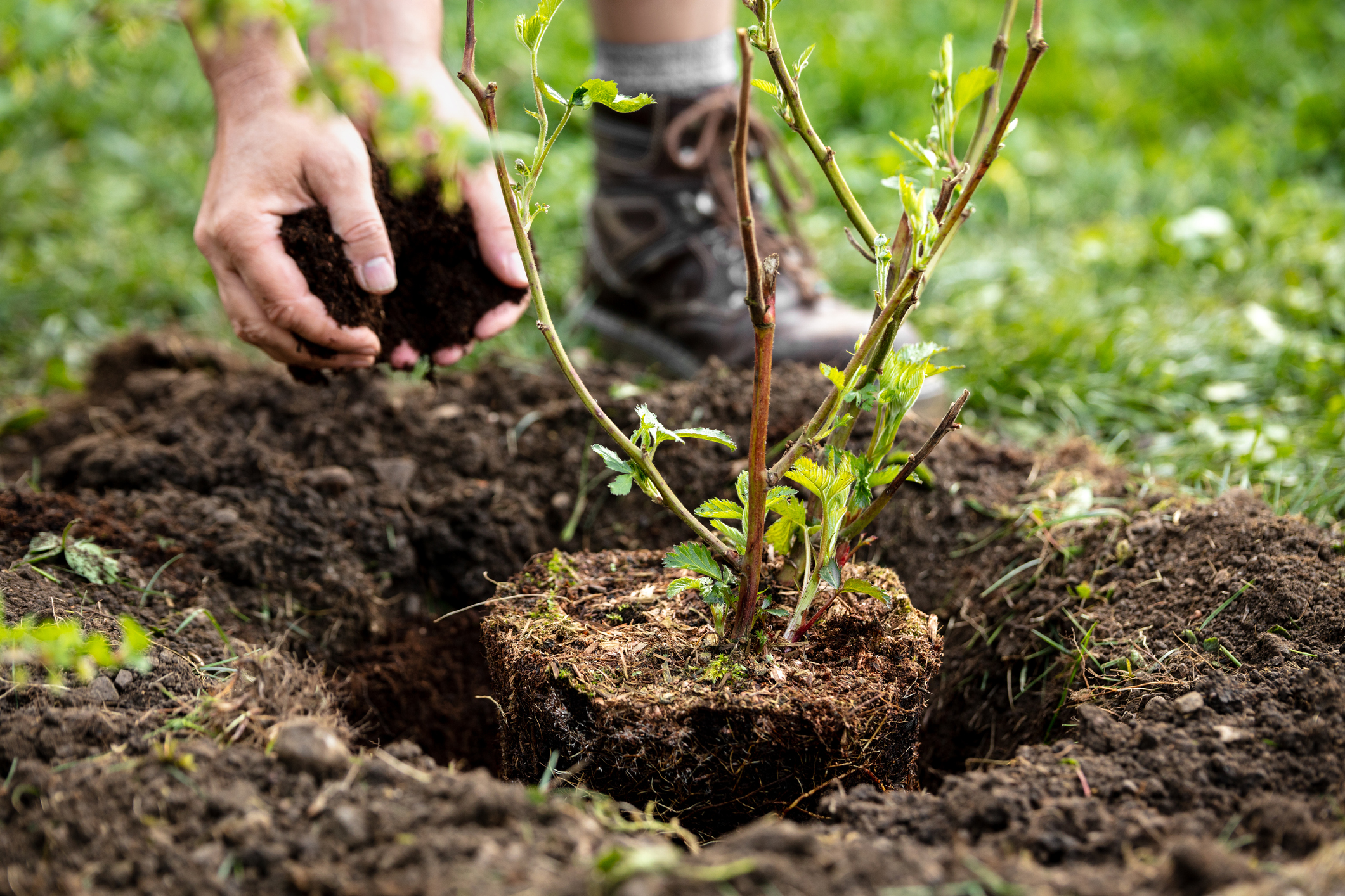 Un terreau de haute qualité ajouté à l'arbre nouvellement planté. 