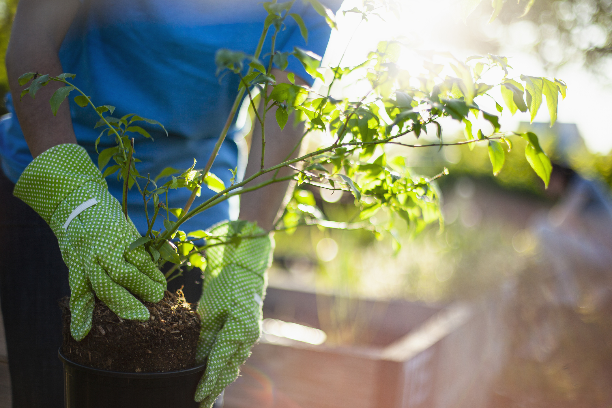 A gardener prepares to plant small seedling  