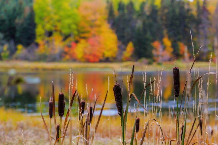  Zone naturalisée avec un bassin de rétention et de grandes herbes près d’un ensemble résidentiel suburbain.  