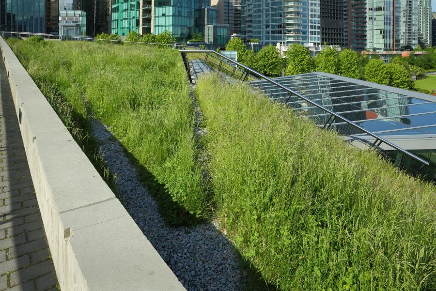 Toit vert sur un bâtiment urbain entouré de gratte-ciels. 