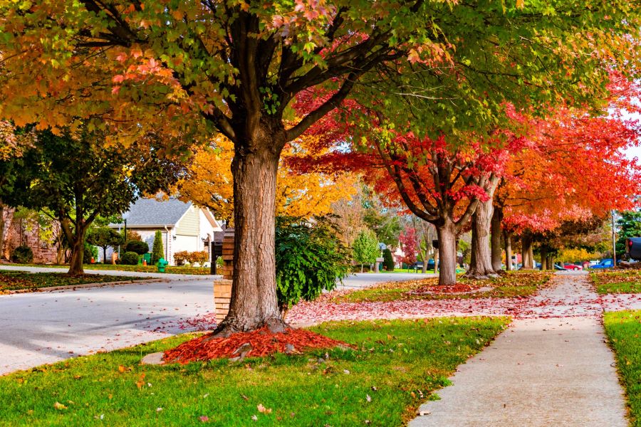 Rue suburbaine en automne, bordée des deux côtés par des arbres de rue. 