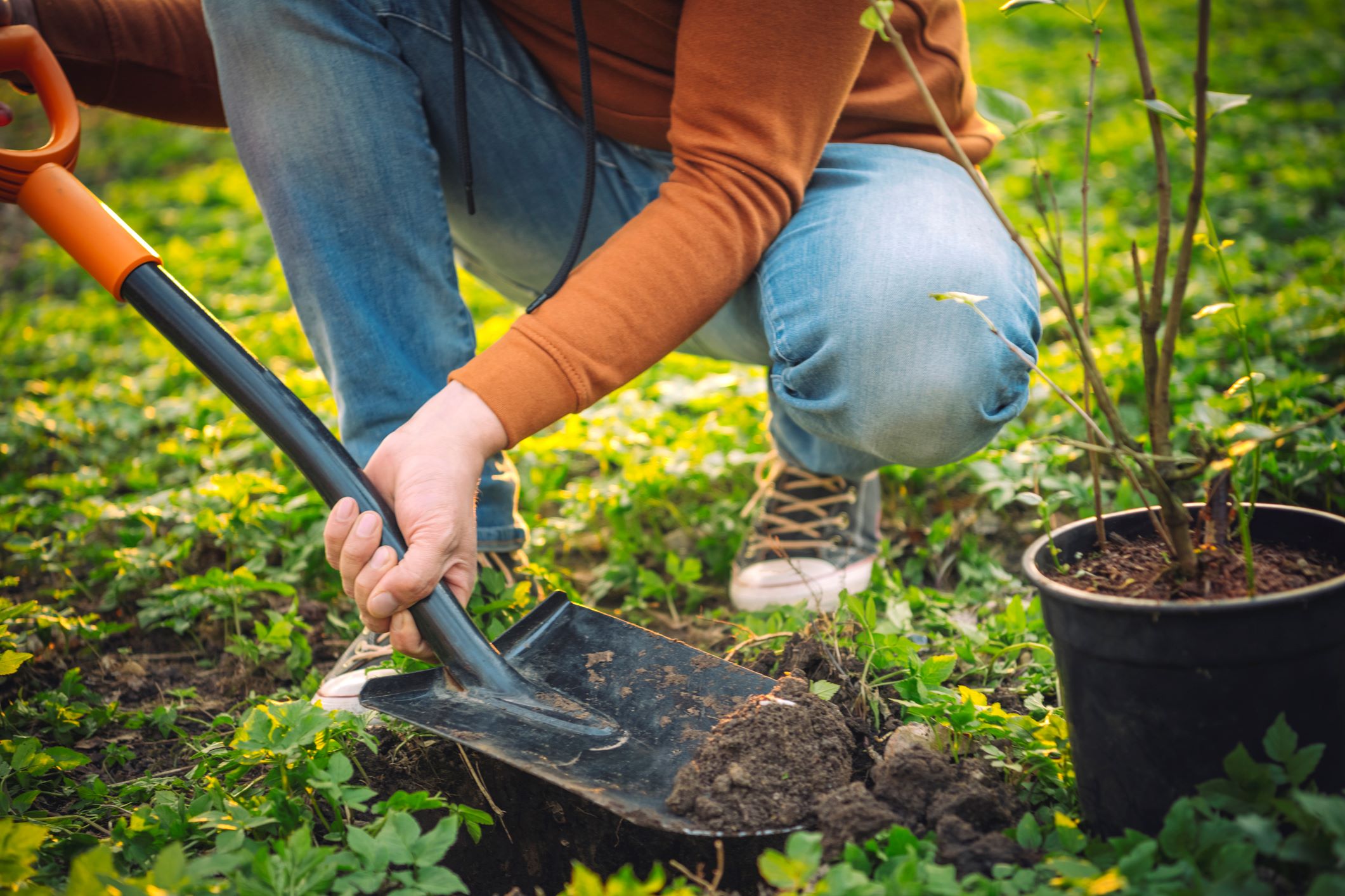 Membre de la collectivité plante des arbres dans un parc. 