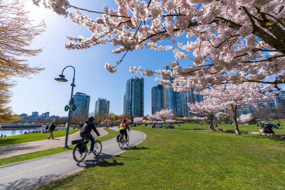 Riding bikes along park path on sunny day, near high rises. Vancouver.