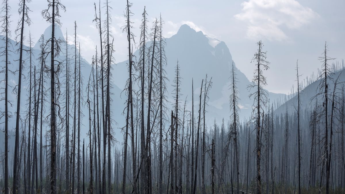 Charred trees in foreground, mountains in background