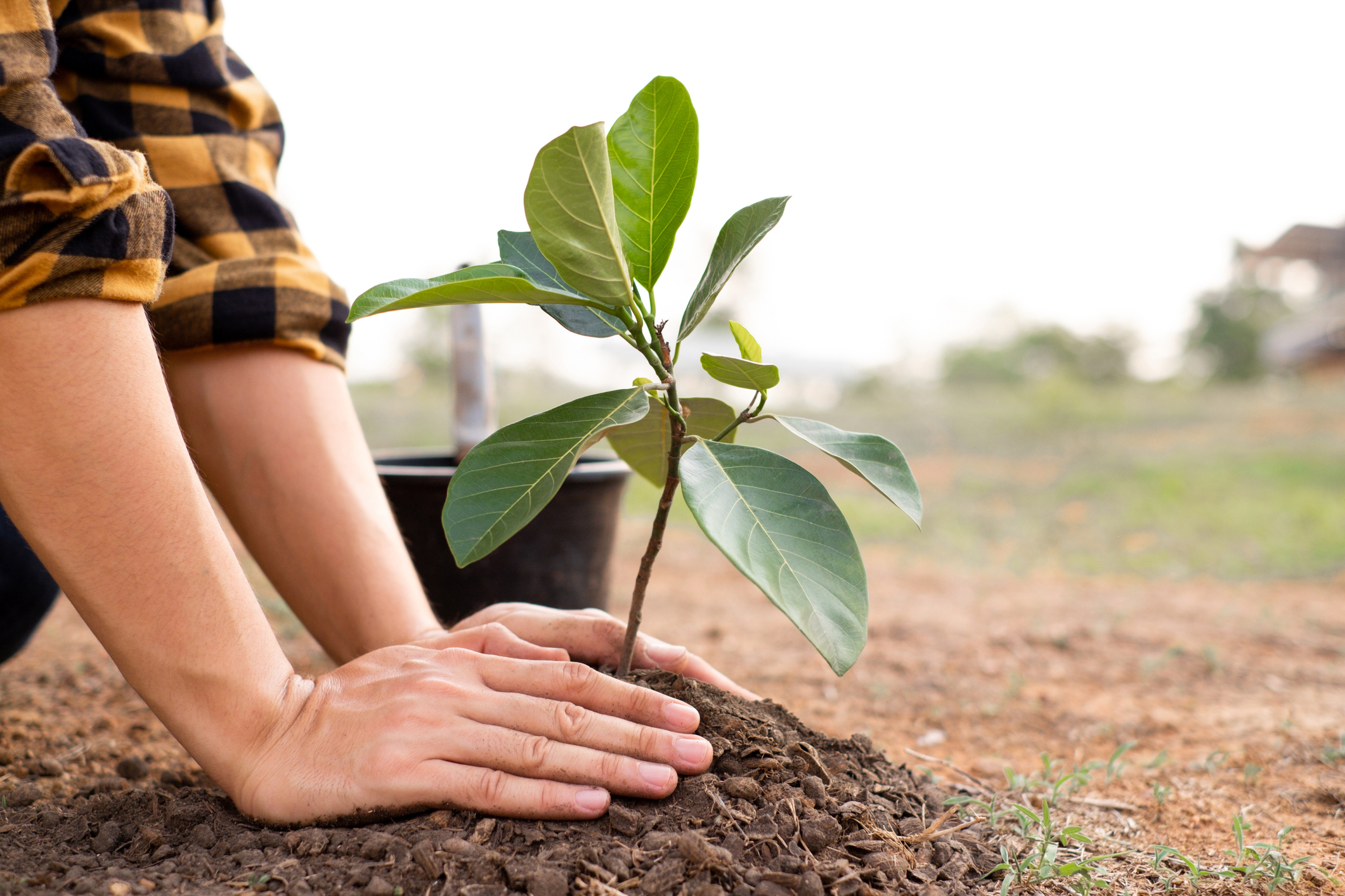 Close up of hands planting a tree