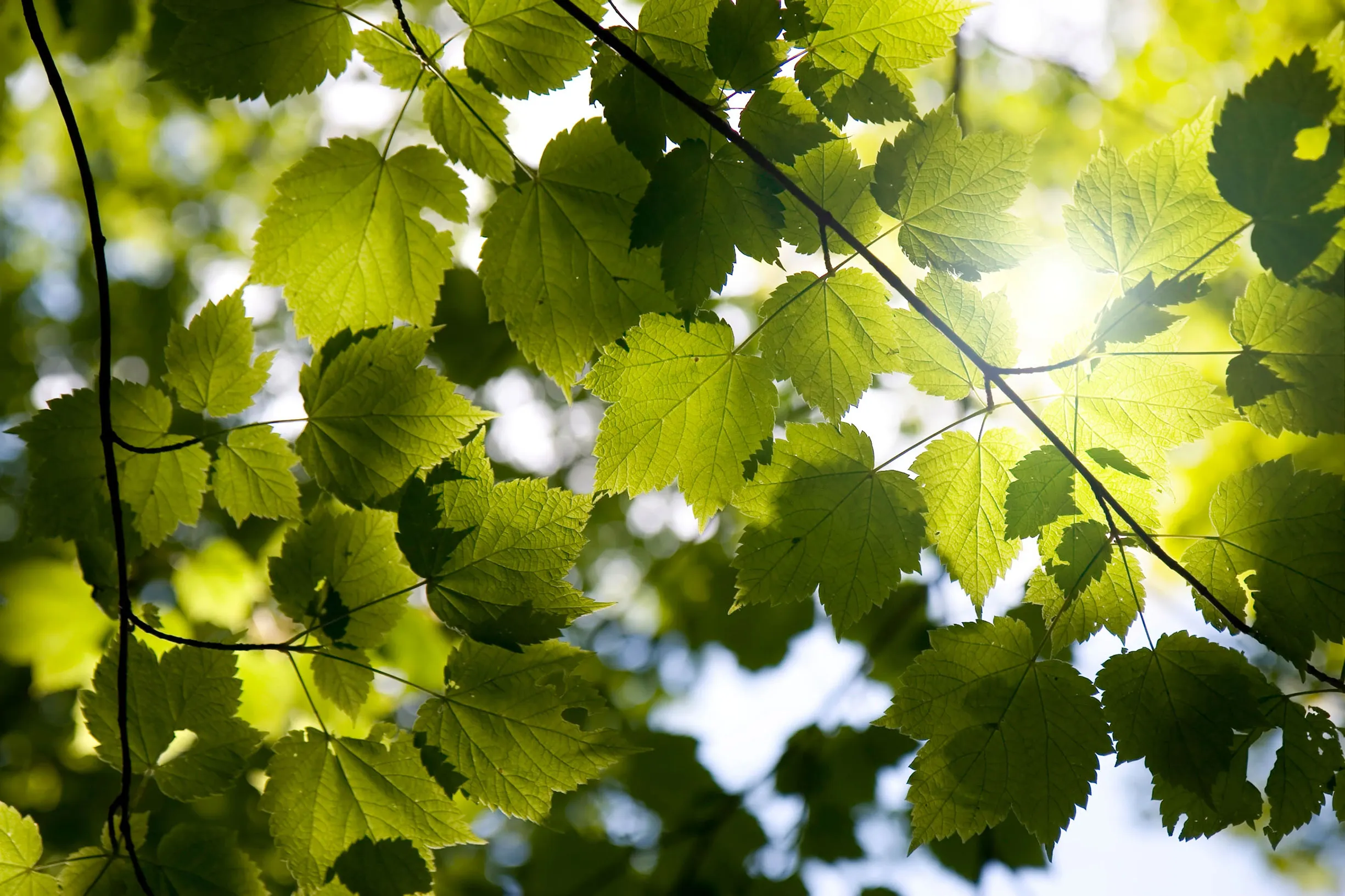 Leaves on a tree