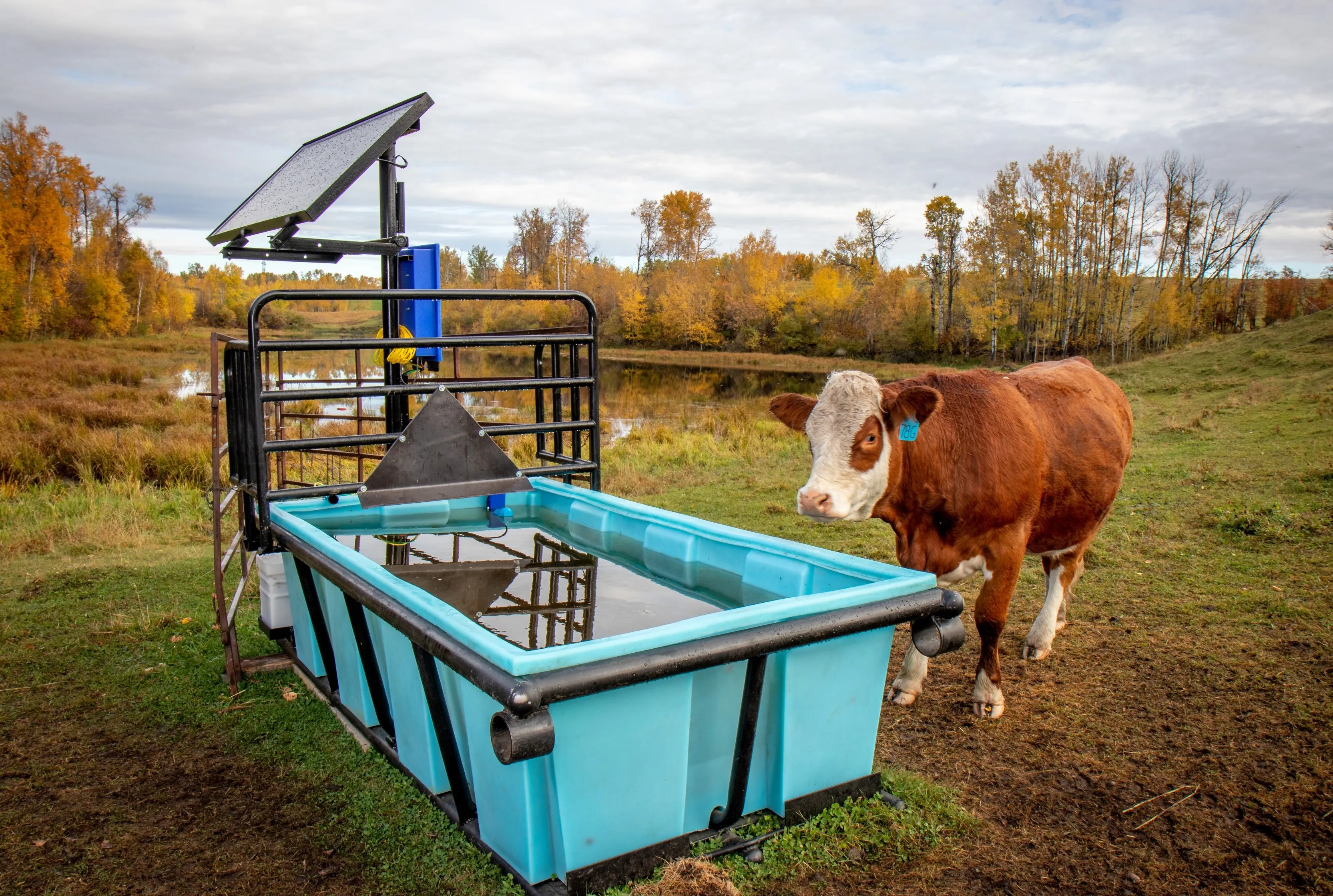 A brown and white cow standing in front of a water basin in the wetlands