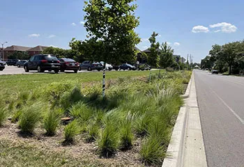 A garden planted with grasses and trees runs alongside a road, with parked cars visible at left