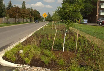 Another angle of the roadside garden with trees, grasses and mulch, with a drain visible that directs water from the street to the garden
