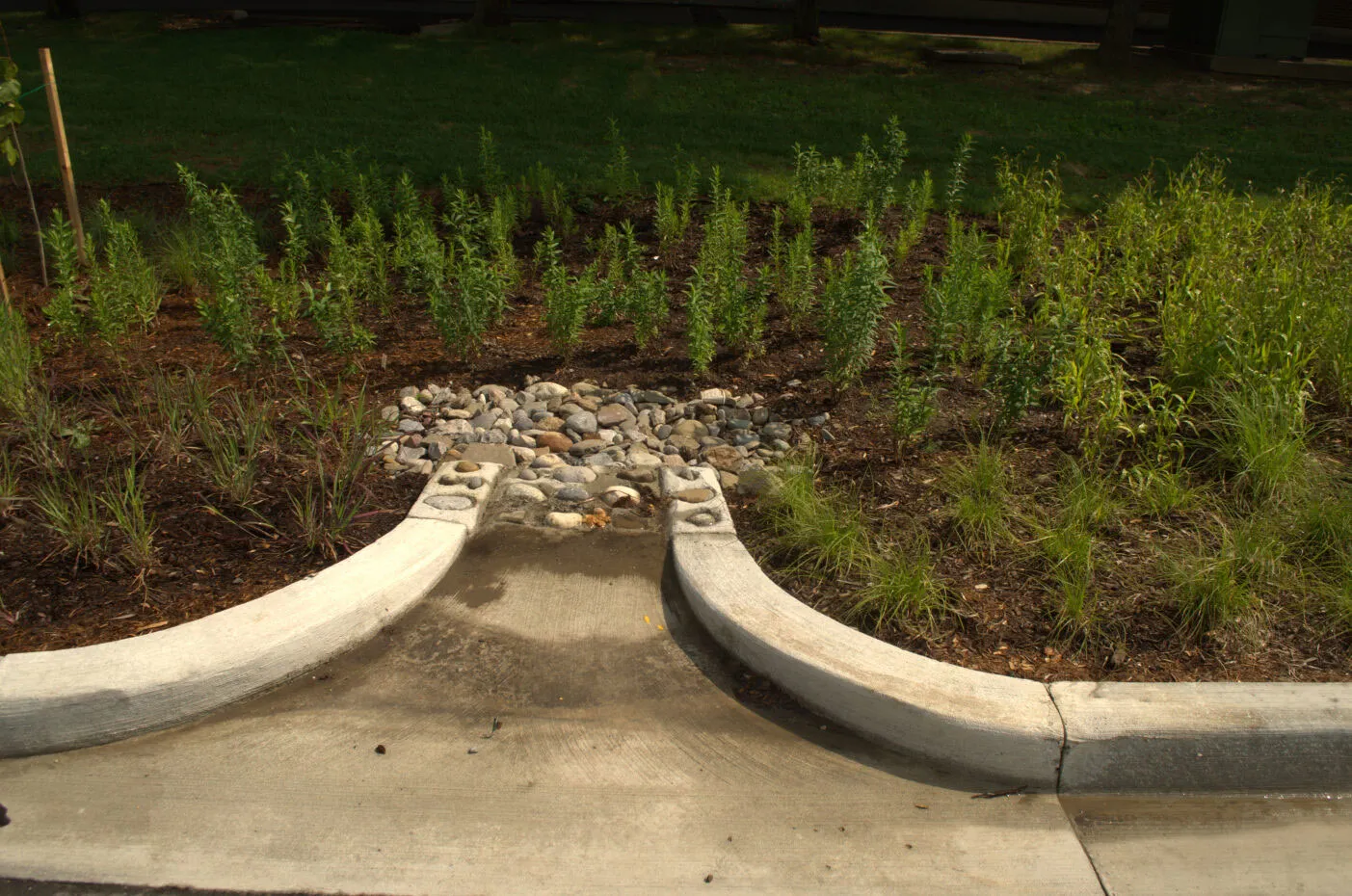 A roadside garden with trees, grasses and mulch, with a drain visible that directs water from the street to the garden.