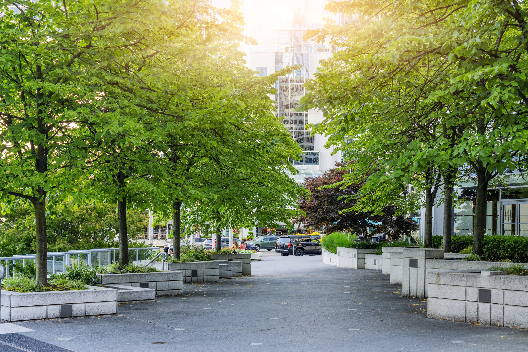 Plusieurs arbres bordant un trottoir à Vancouver, en Colombie-Britannique.
