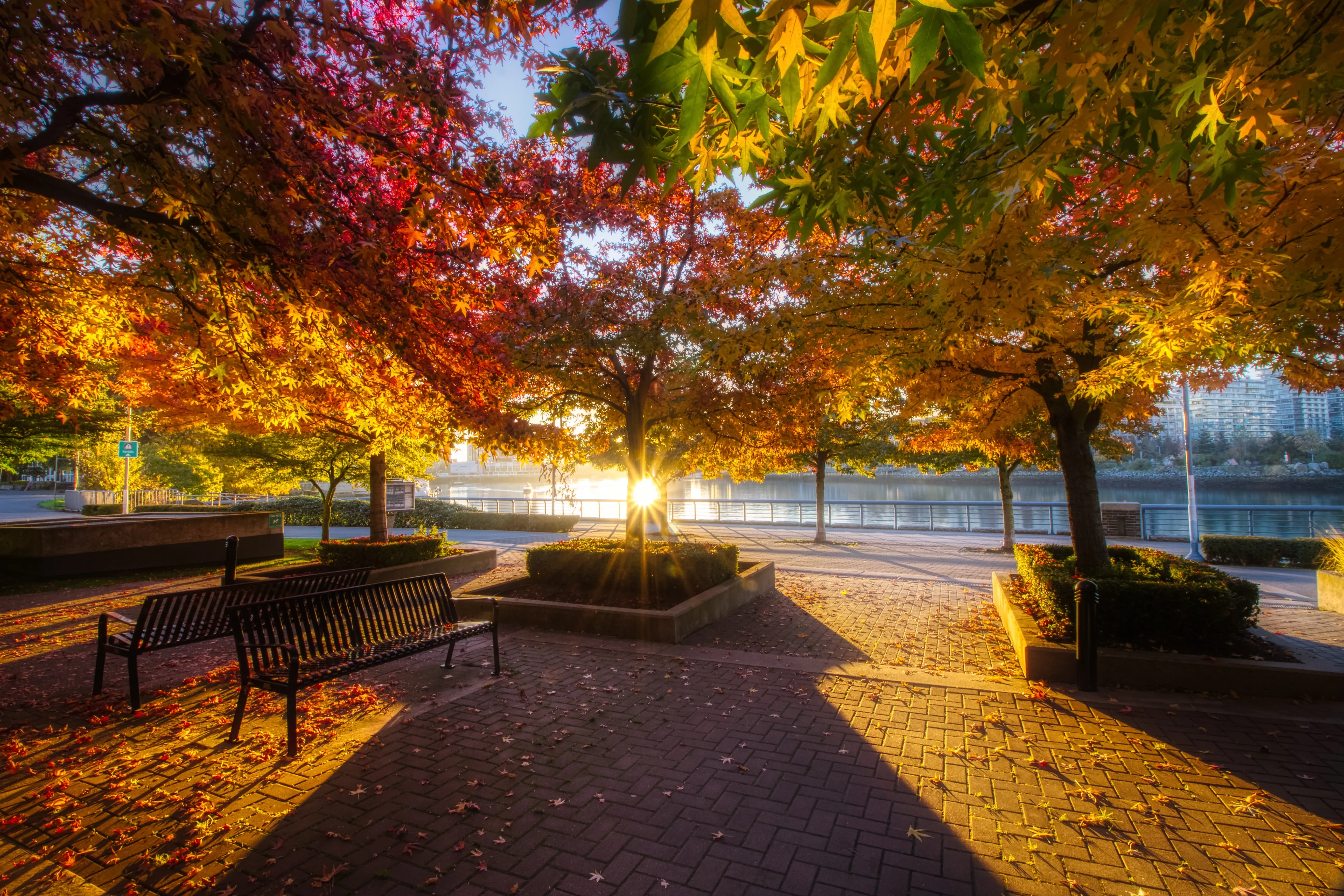Une matinée d'automne colorée dans un parc