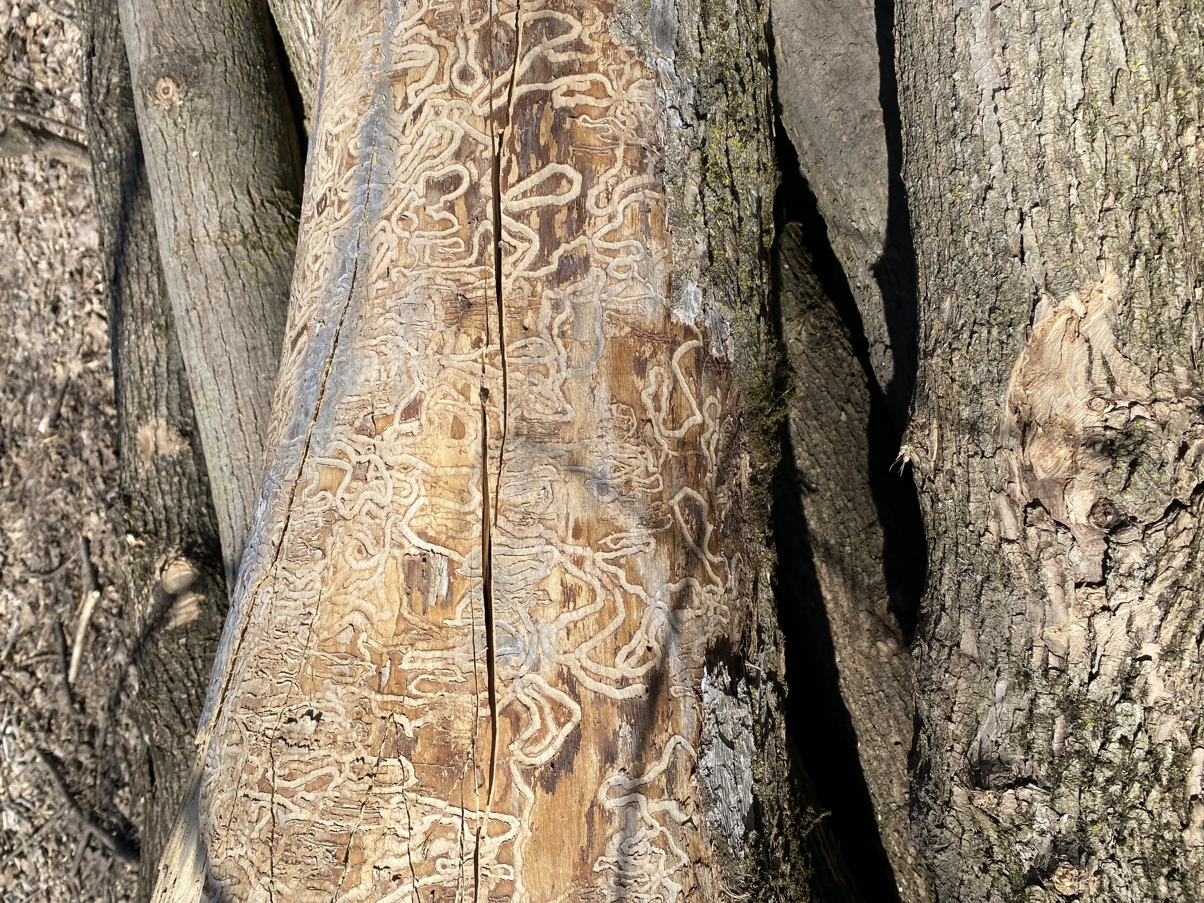 Trees affected by emerald ash borer beetles