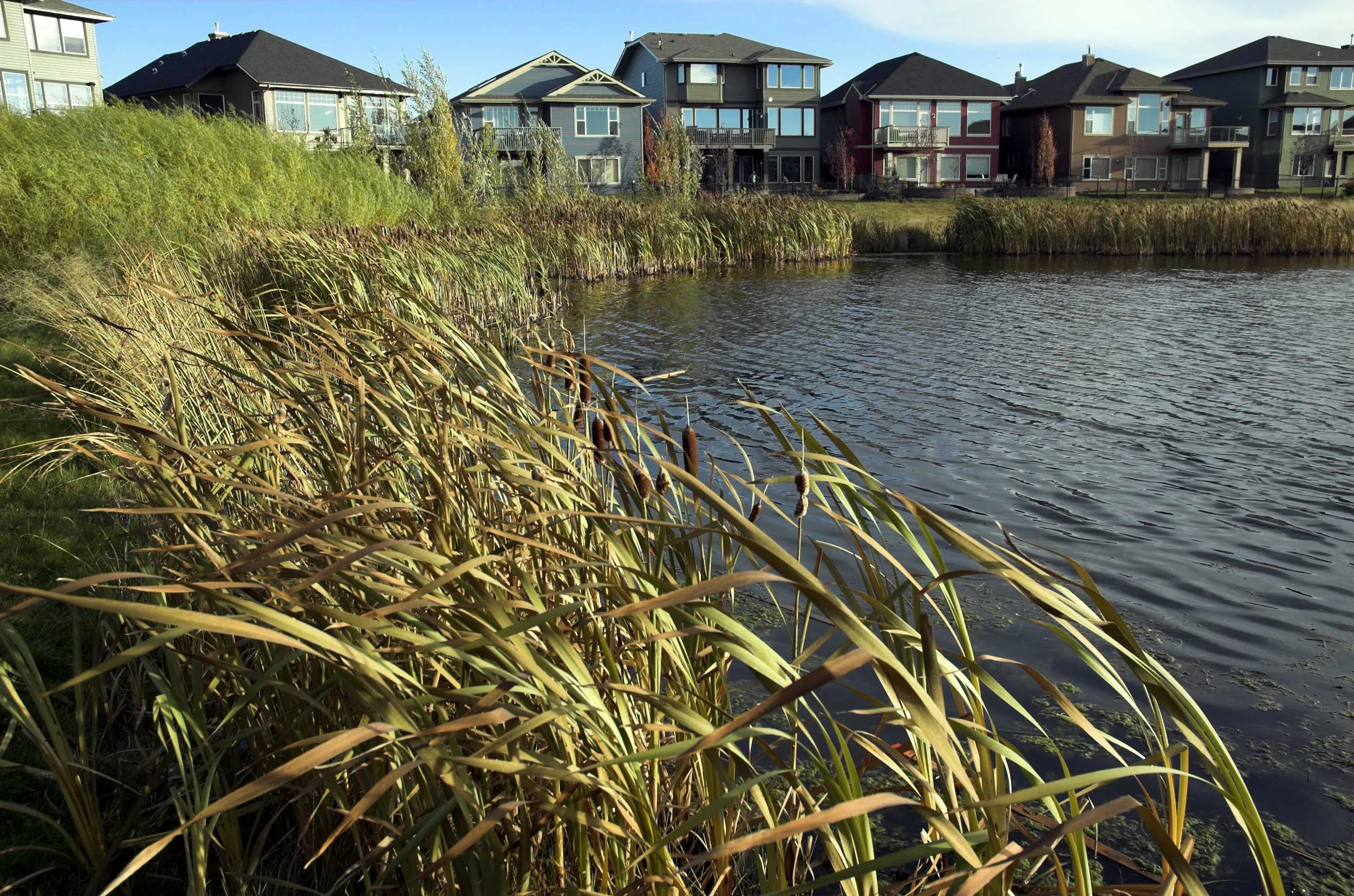 A row of houses backing onto a pond with shoreline vegetation, illustrating municipal adaptation to water-related climate impacts. 