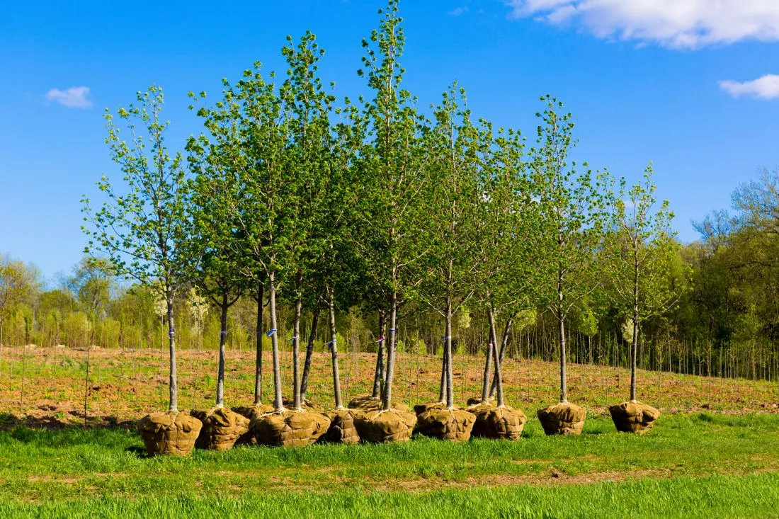 burlap-wrapped trees for planting
