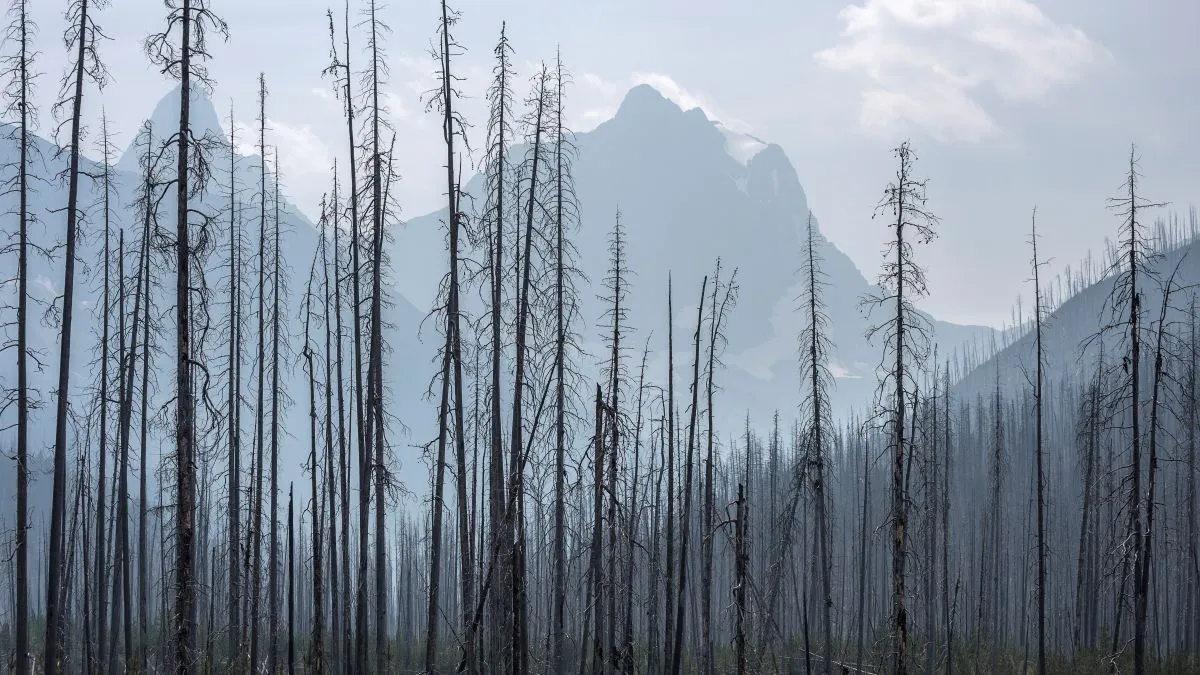 Charred trees in foreground, mountains in background
