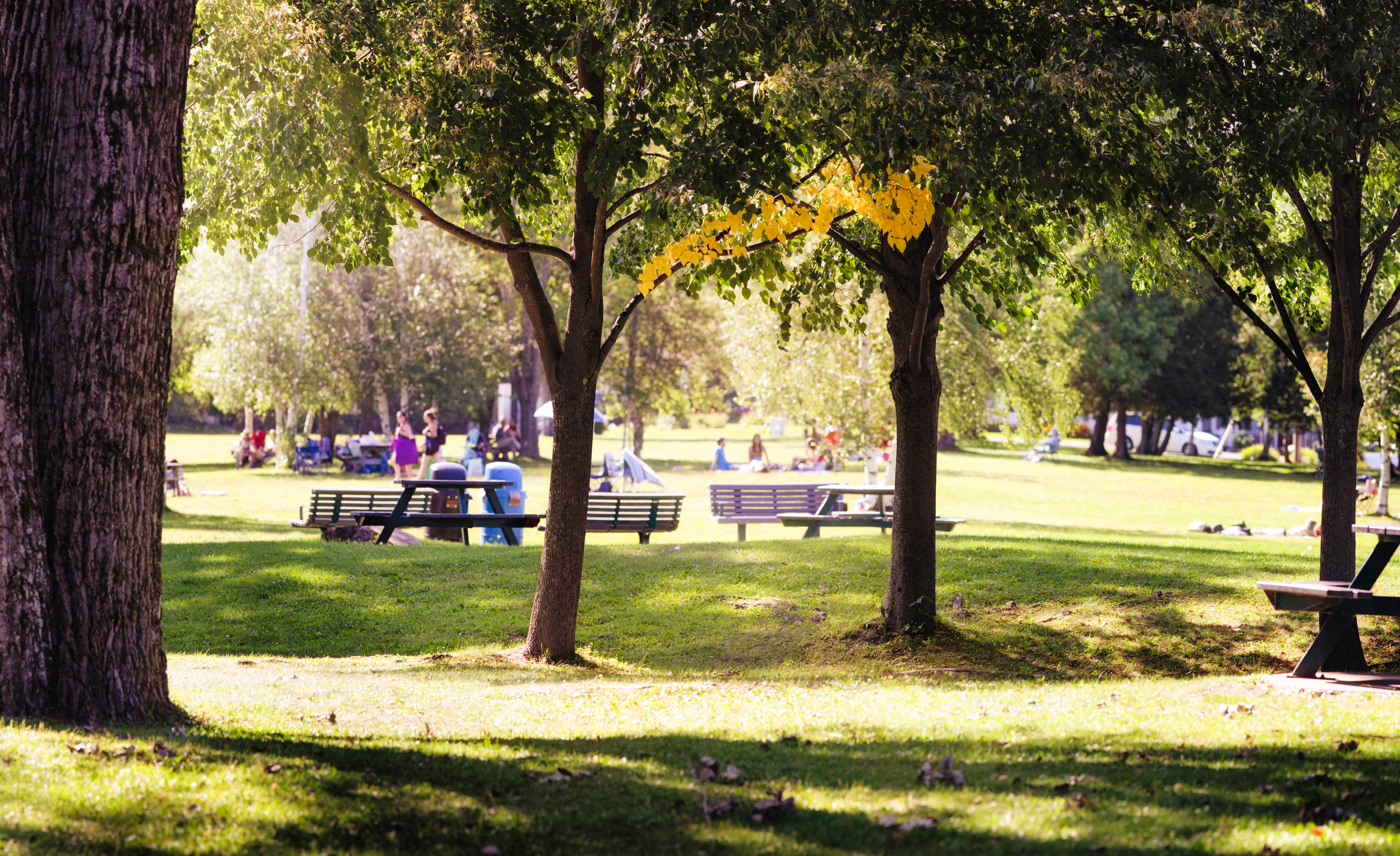 Community members enjoying access to a healthy urban canopy